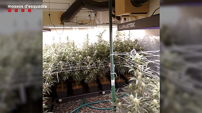 Desmantellades quatre plantacions de marihuana en un mateix bloc de pisos a Gavà